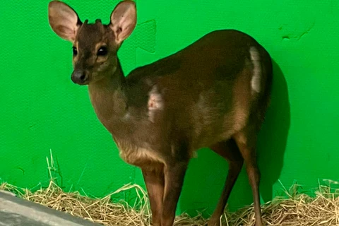 Veado-catingueiro resgatado é devolvido à natureza