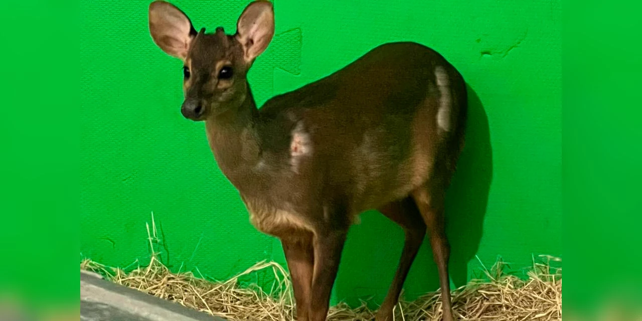 Veado-catingueiro resgatado é devolvido à natureza