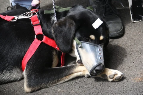 Prefeitura tem 300 vagas para castração por mês