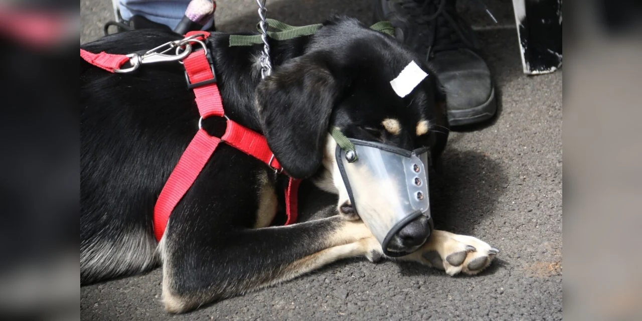 Prefeitura tem 300 vagas para castração por mês