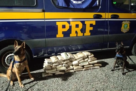 Cães farejadores ajudam polícia a apreender mais de 70 quilos de cocaína na região