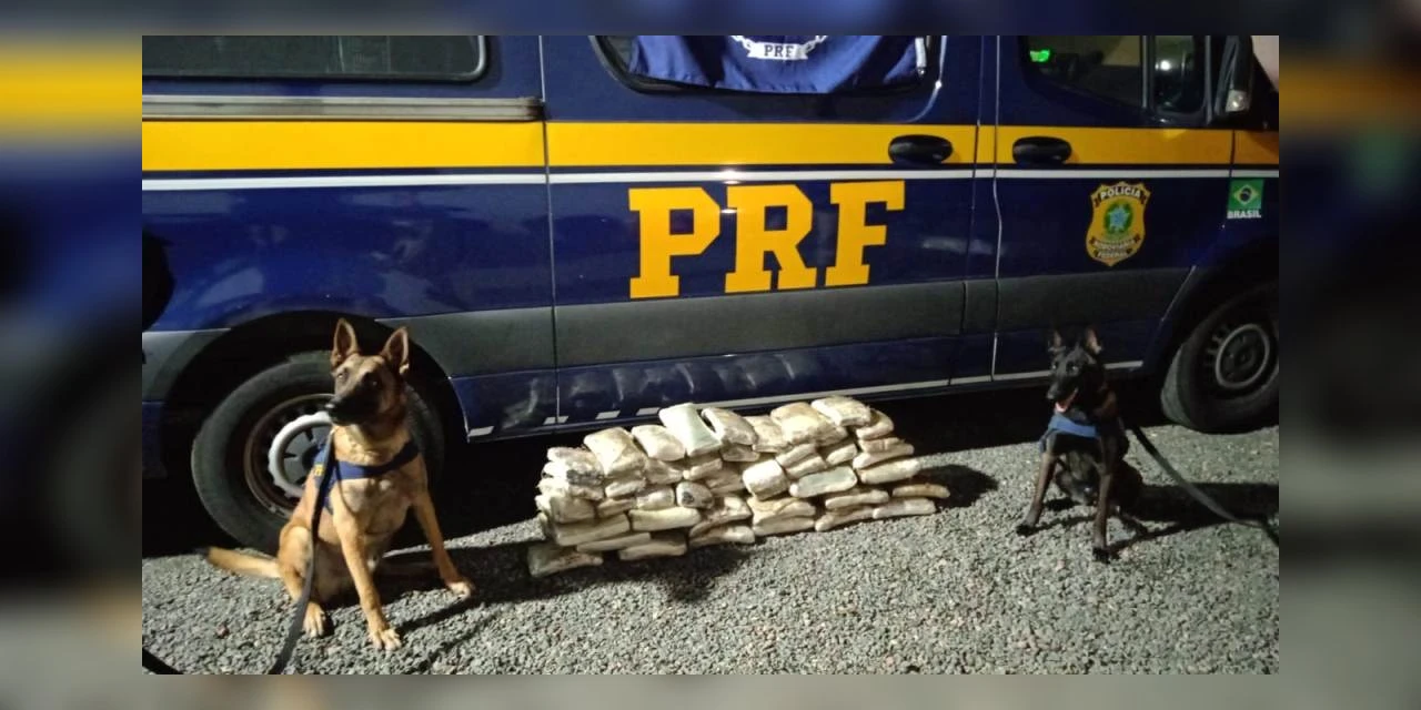 Cães farejadores ajudam polícia a apreender mais de 70 quilos de cocaína na região