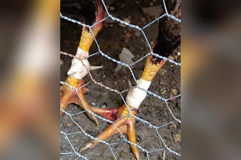 Homem é encaminhado à delegacia após polícia apreender galos usados em rinha