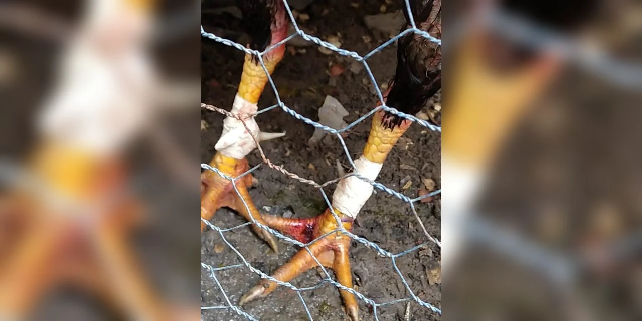 Homem é encaminhado à delegacia após polícia apreender galos usados em rinha