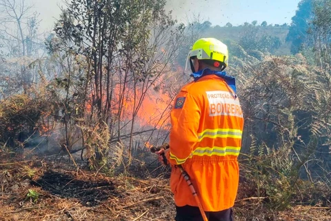 IAT promove nova queimada controlada de espécie exótica no Parque de Vila Velha