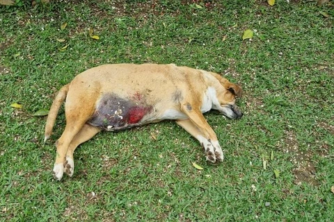 Polícia Civil instaura inquérito para apurar morte de cadelinha a tiros em Imbituva