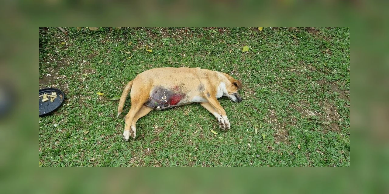 Polícia Civil instaura inquérito para apurar morte de cadelinha a tiros em Imbituva