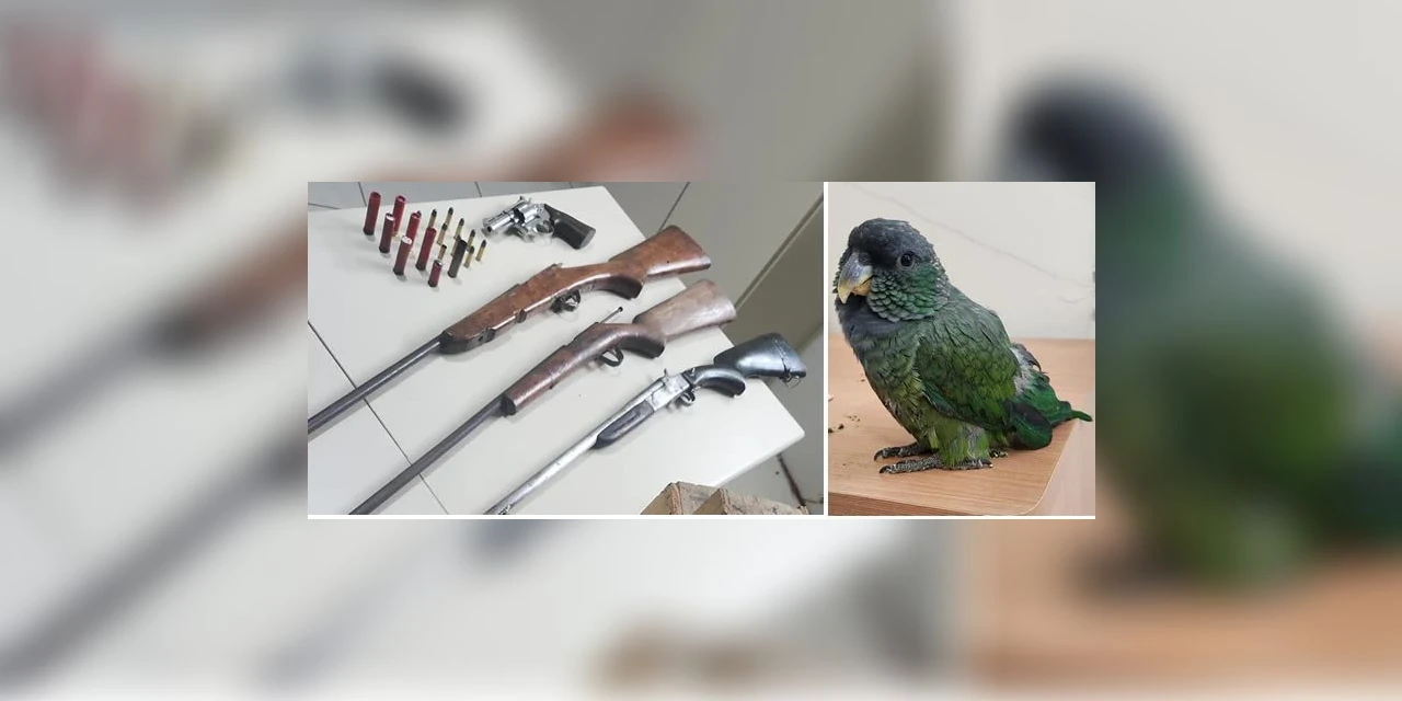 Operação policial prende homem por tráfico de animais silvestres e outros dois por posse ilegal de arma de fogo