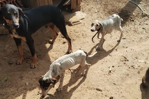 Polícia prende idoso por maus tratos a animais em Imbituva