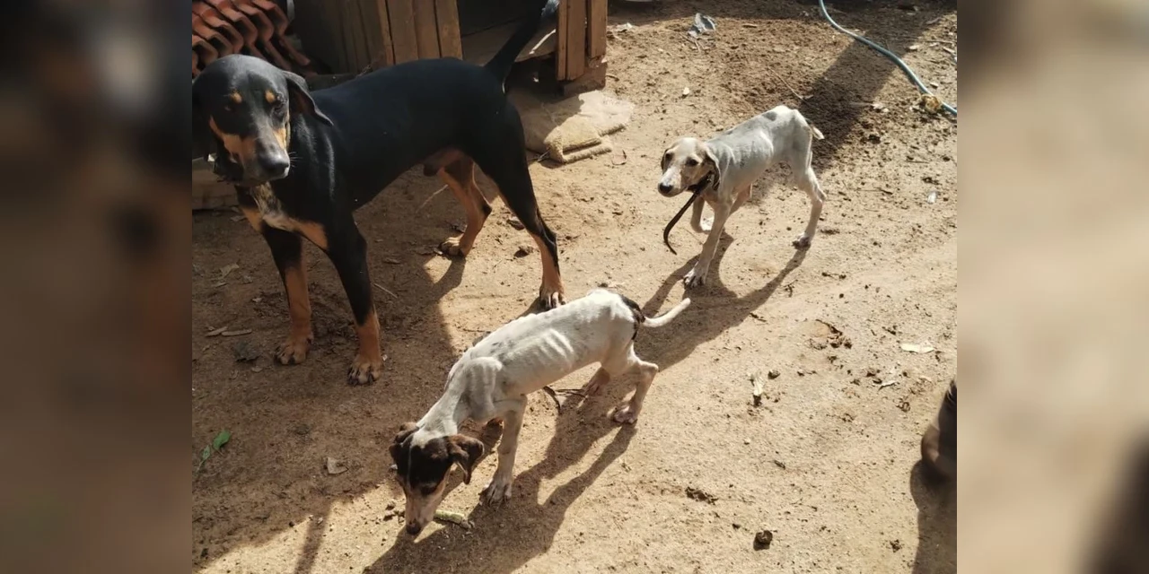Polícia prende idoso por maus tratos a animais em Imbituva