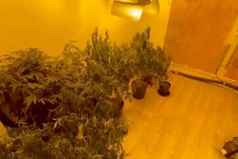 PCPR prende quatro homens e apreende 50 pés de maconha