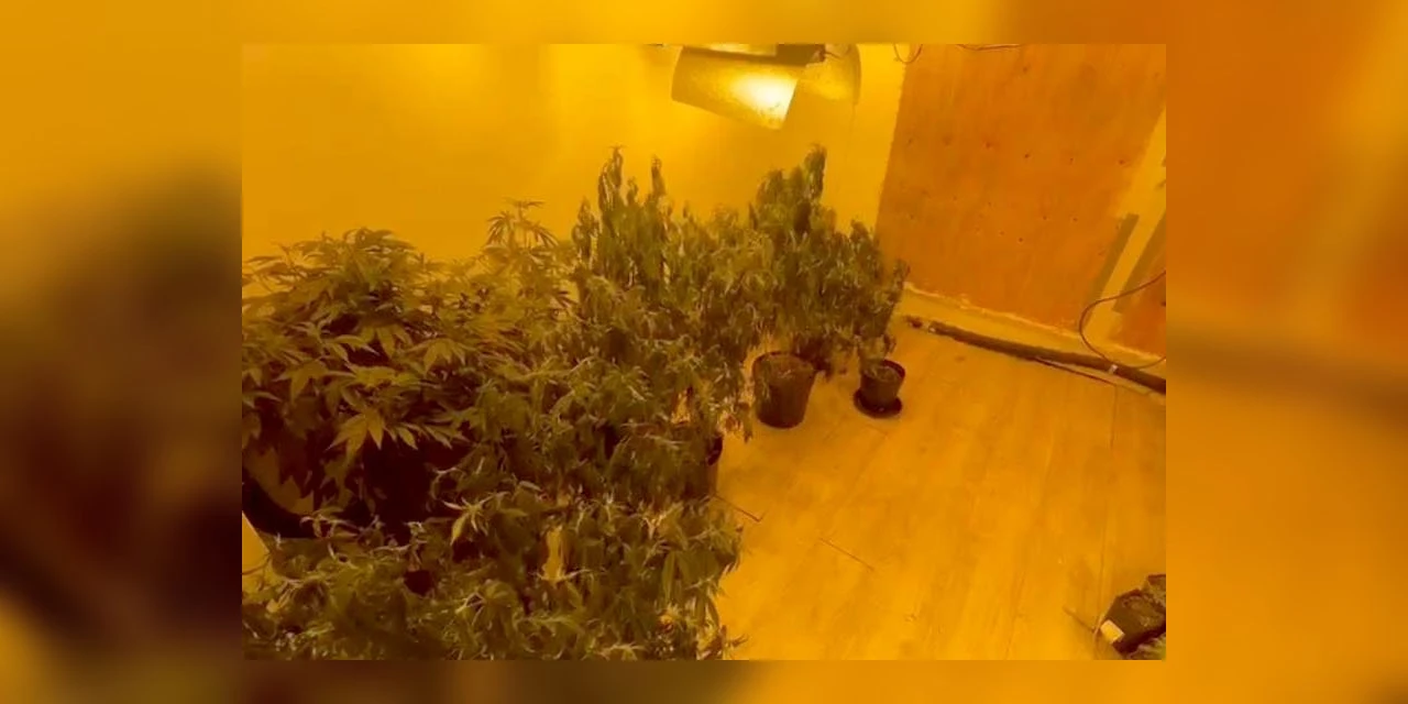 PCPR prende quatro homens e apreende 50 pés de maconha