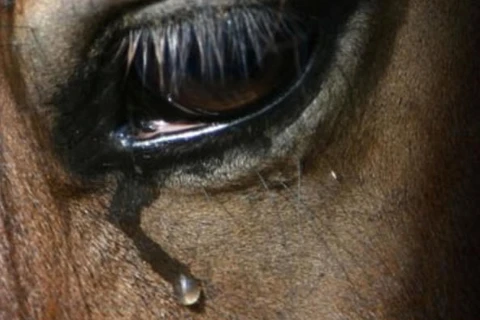 Cavalos em situação de maus-tratos são resgatados em Piraí do Sul