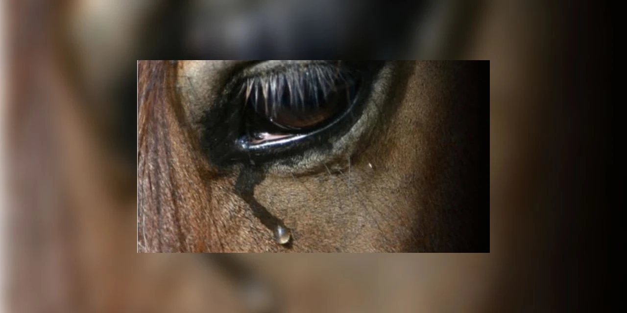 Cavalos em situação de maus-tratos são resgatados em Piraí do Sul