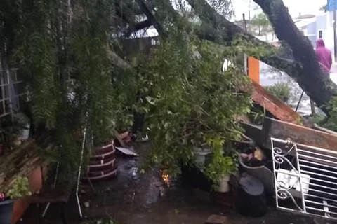 Forte temporal atinge PG e causa estragos com quedas de árvores na madrugada