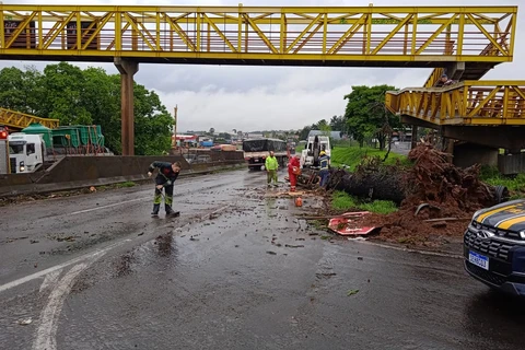 Queda de árvore interdita trecho da Presidente Kennedy, em PG