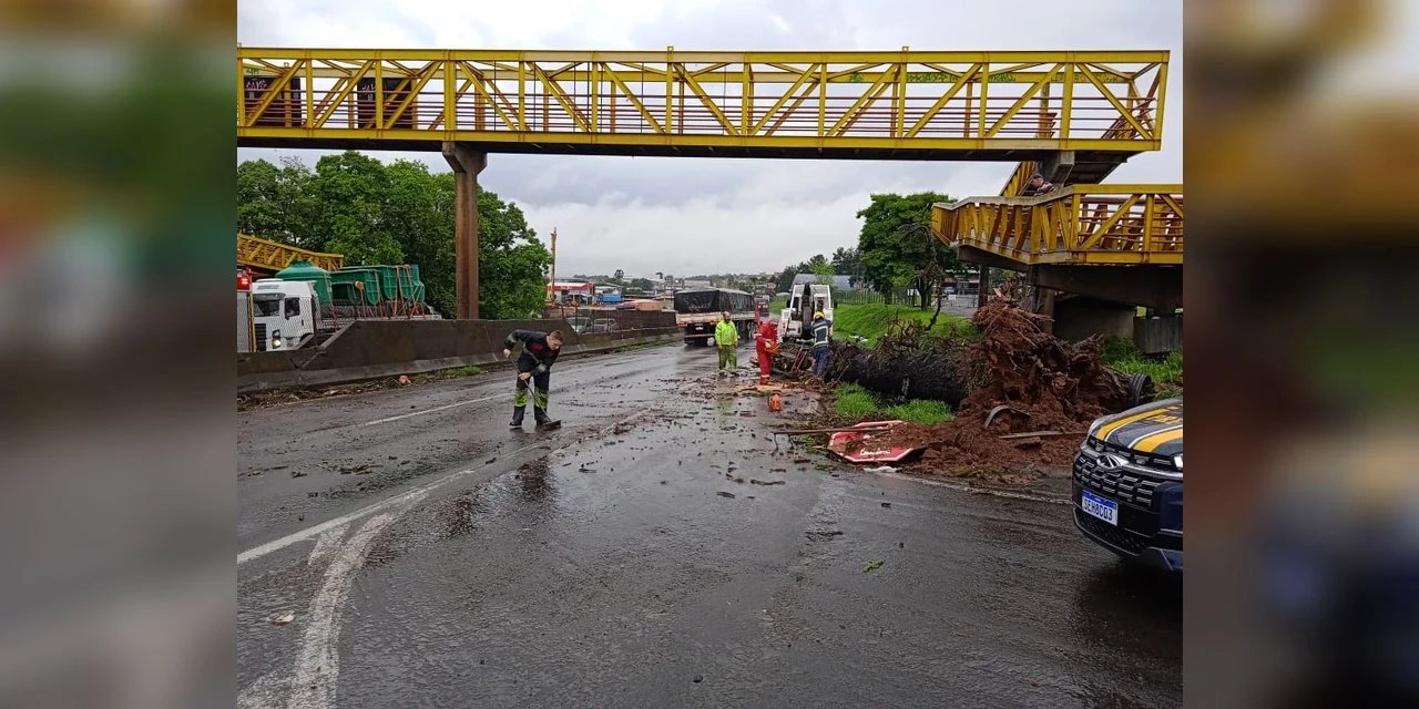 Queda de árvore interdita trecho da Presidente Kennedy, em PG