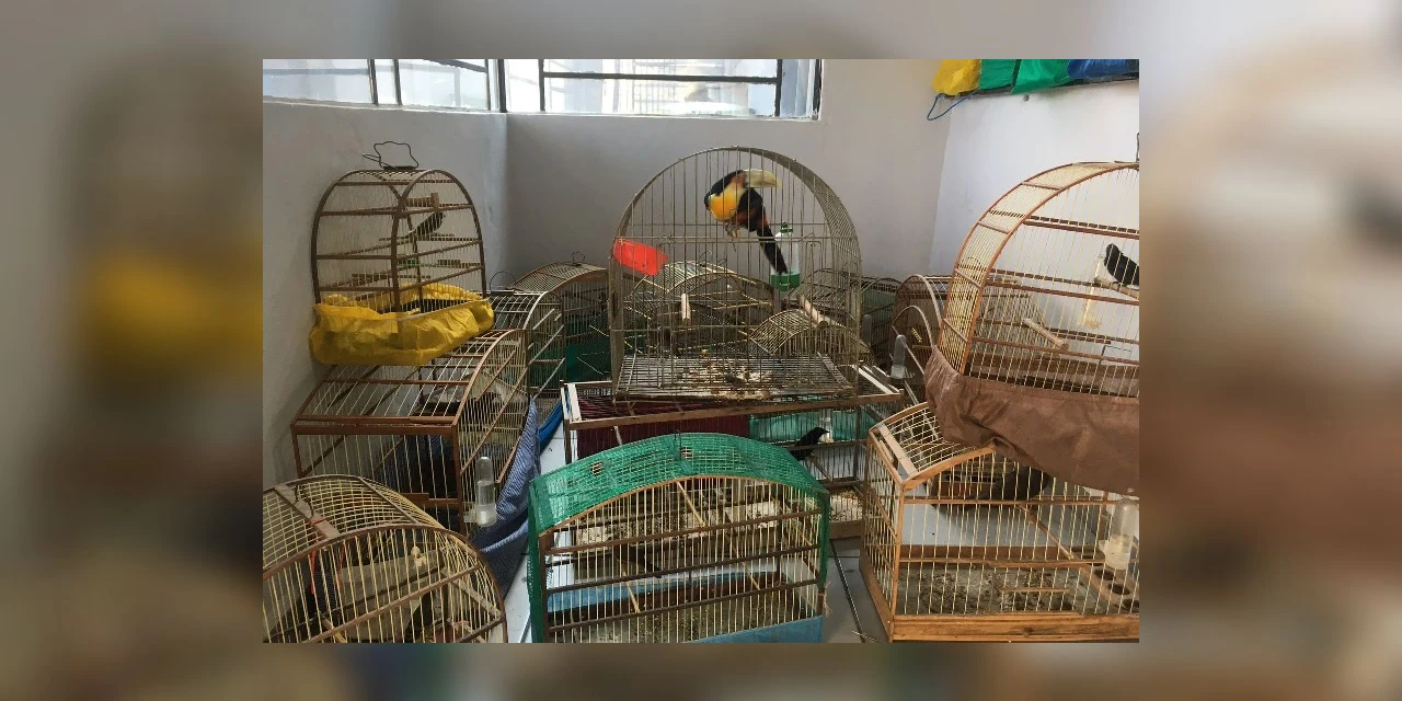 IAT resgata 20 aves silvestres em extinção vítimas de maus-tratos no PR