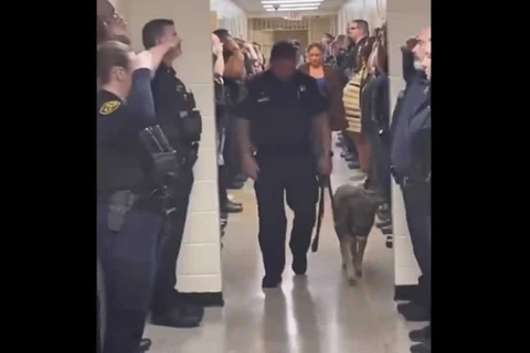 Vídeo: cão policial com câncer terminal recebe homenagem dos colegas em seu último dia de trabalho