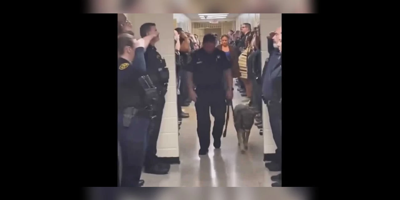 Vídeo: cão policial com câncer terminal recebe homenagem dos colegas em seu último dia de trabalho