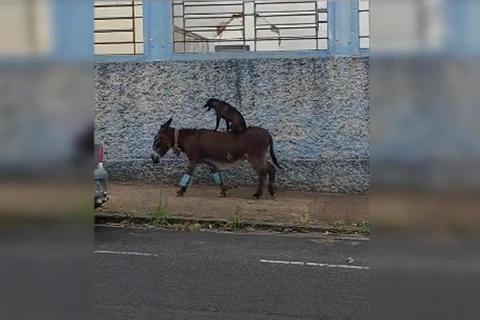 Cachorro é flagrado pegando 'carona' em cima de burro no interior de SP