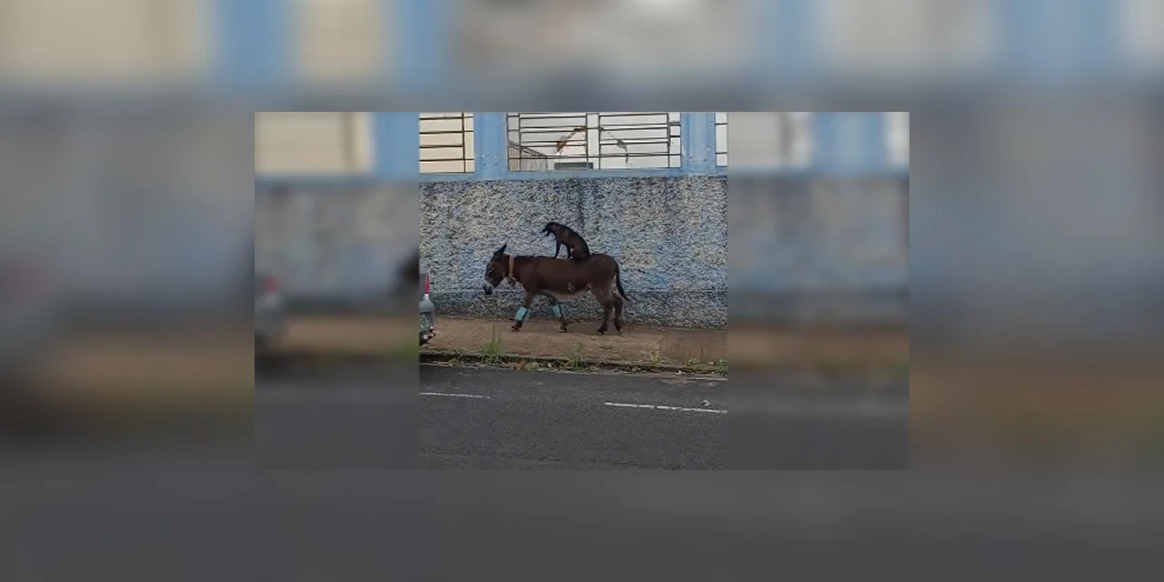 Cachorro é flagrado pegando 'carona' em cima de burro no interior de SP