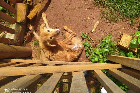 Idoso é preso por maus-tratos a animais, em PG