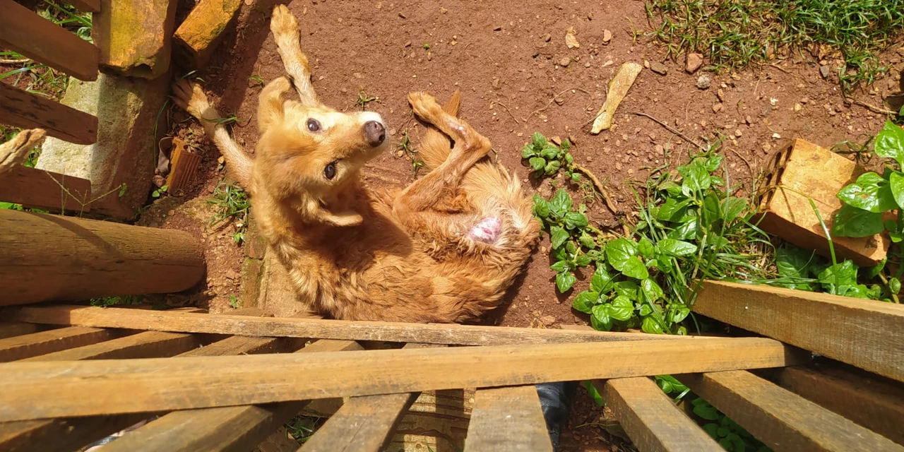 Idoso é preso por maus-tratos a animais, em PG
