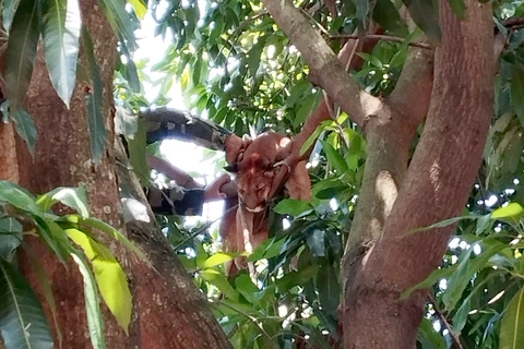 Onça-parda é resgatada no centro de Indianópolis por técnicos do IAT