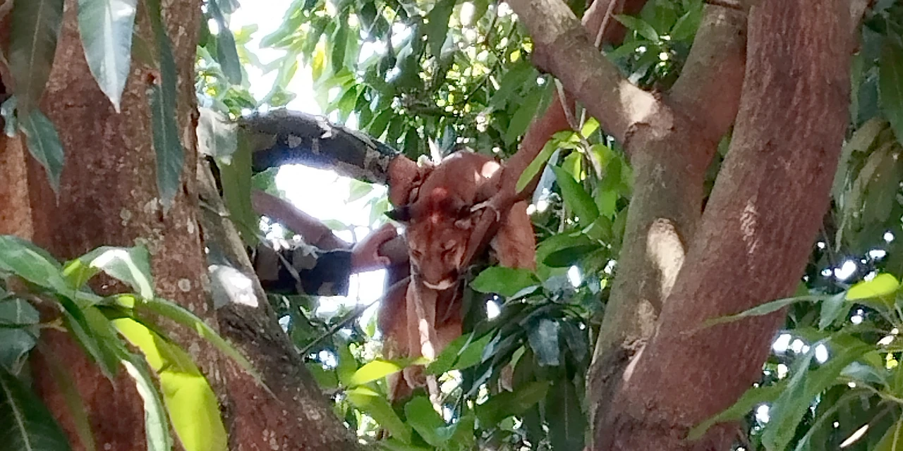 Onça-parda é resgatada no centro de Indianópolis por técnicos do IAT