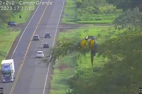 Vídeo flagra casal de Araras em momento  “fofura” no MS