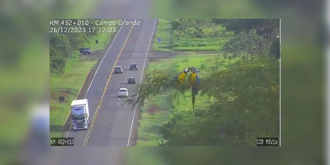 Vídeo flagra casal de Araras em momento  “fofura” no MS