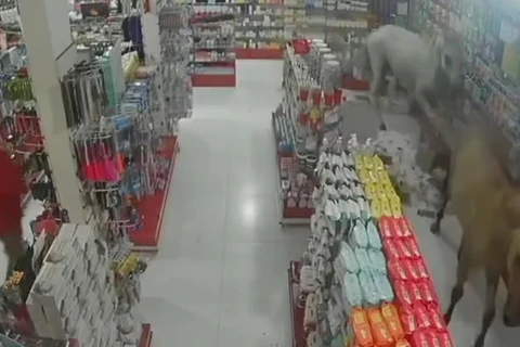 Cavalos invadem farmácia e comércio no RJ e assustam funcionarios; assista!