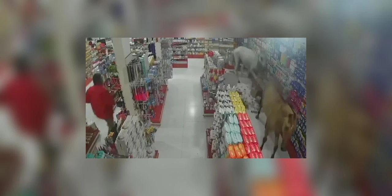 Cavalos invadem farmácia e comércio no RJ e assustam funcionarios; assista!