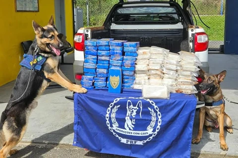PRF apreende carga de cocaína com a ajuda de cães farejadores