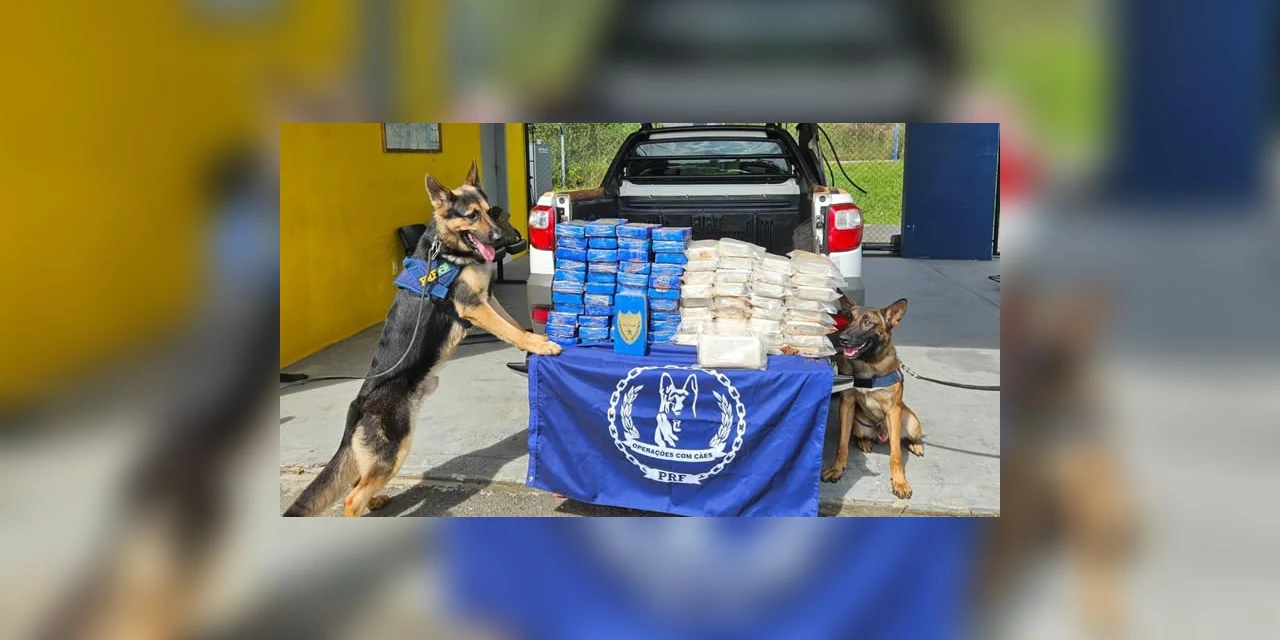PRF apreende carga de cocaína com a ajuda de cães farejadores