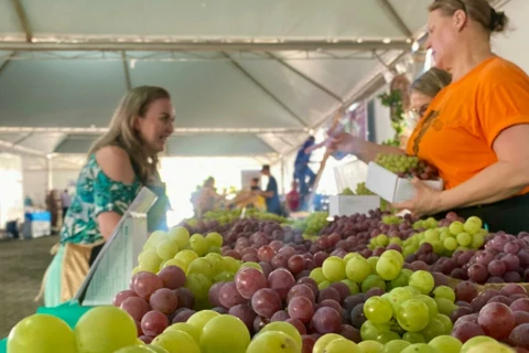 41ª Fesuva entra no último fim de semana em Ponta Grossa