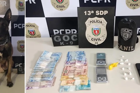 Cão farejador ajuda polícia a localizar drogas em residências da Vila Gralha Azul