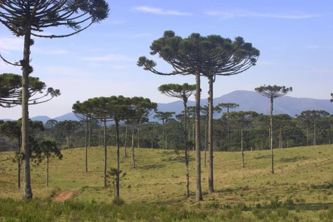 Polícia Ambiental orienta sobre colheita e comercialização do pinhão