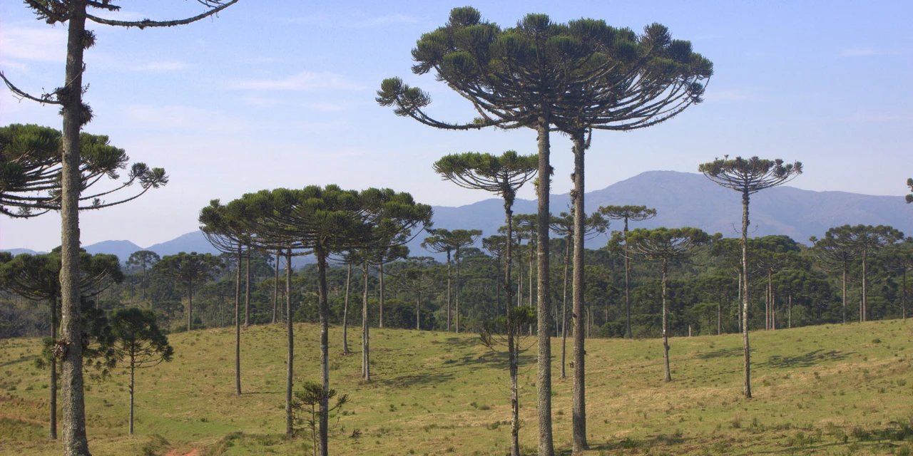 Polícia Ambiental orienta sobre colheita e comercialização do pinhão