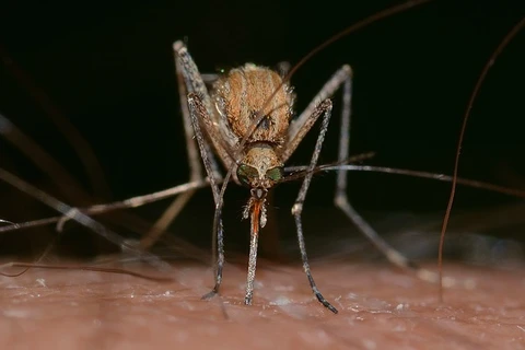Mosquitos estão cada vez mais resistentes aos inseticidas