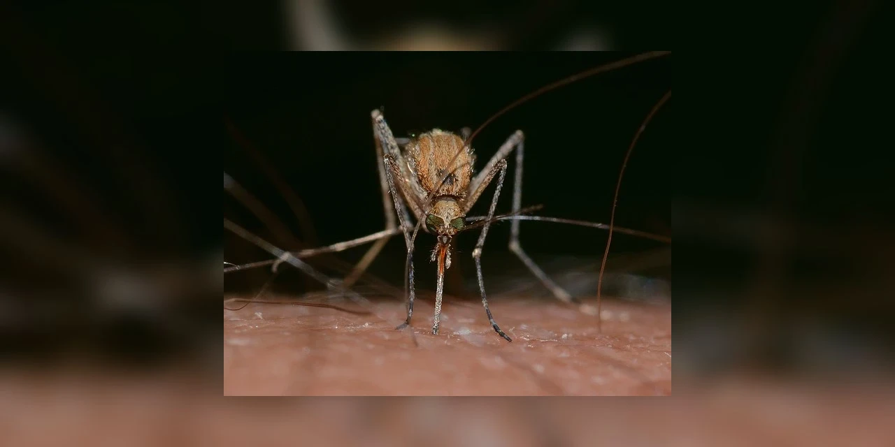 Mosquitos estão cada vez mais resistentes aos inseticidas