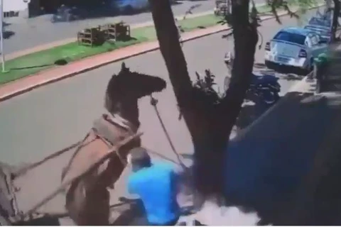 Vereador é mordido por burro durante caminhada em São Manoel do Paraná; assista!