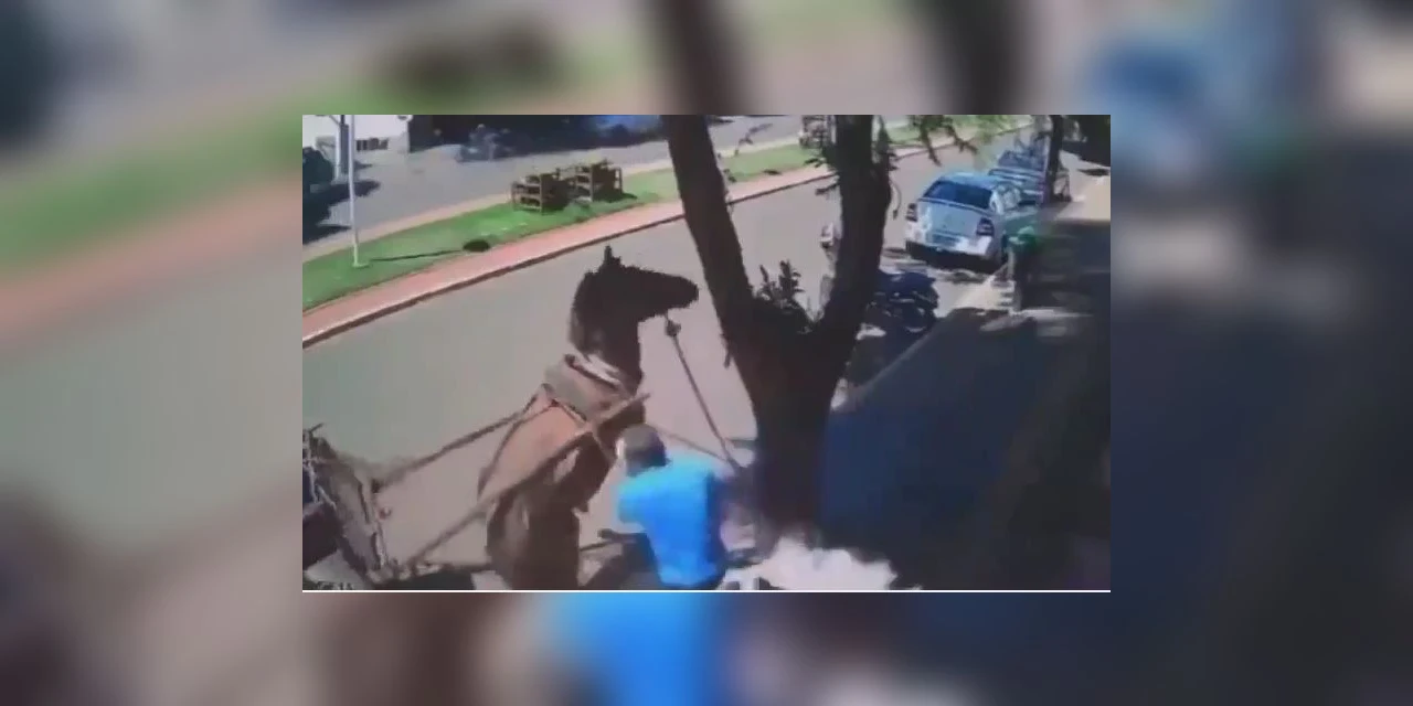 Vereador é mordido por burro durante caminhada em São Manoel do Paraná; assista!