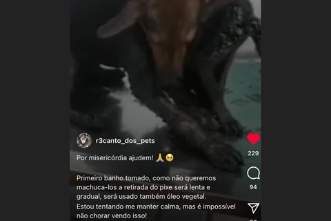 Mulher é indiciada pela policia por aplicar golpe utilizando-se de nome de ONG que auxilia animais