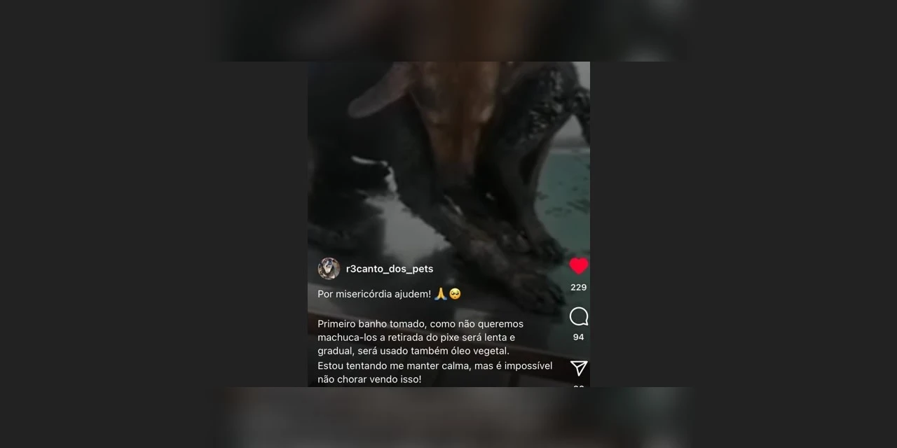 Mulher é indiciada pela policia por aplicar golpe utilizando-se de nome de ONG que auxilia animais