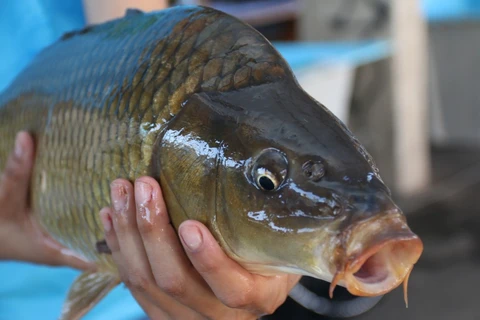Feira do Peixe abre programação da Semana Santa em PG
