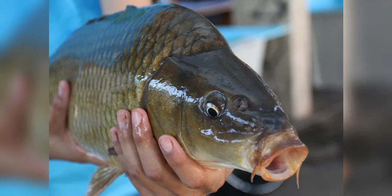 Feira do Peixe abre programação da Semana Santa em PG