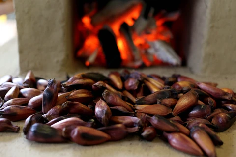 Temporada do pinhão começa dia 1º de abril no Paraná