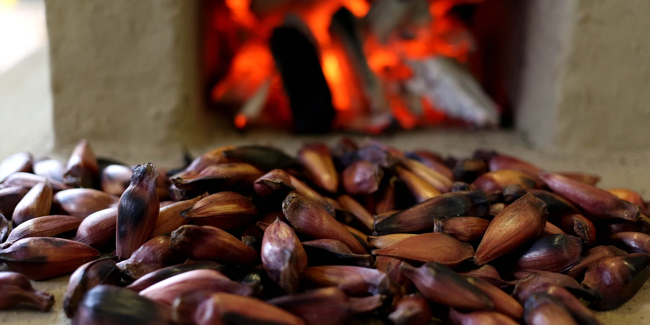 Temporada do pinhão começa dia 1º de abril no Paraná